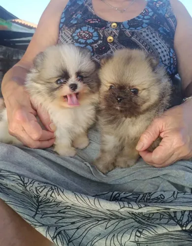 Lindo casal de Lulu da Pomerânia anão disponível