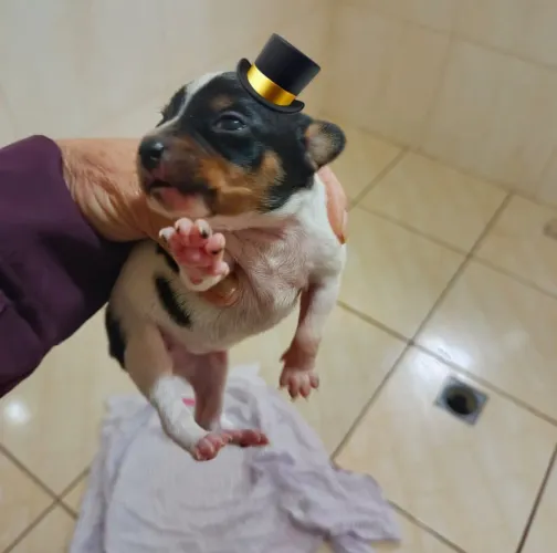 O último machinho Pinscher número 1