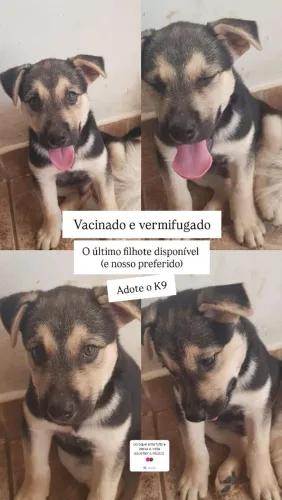 Adoção macho porte médio-grande