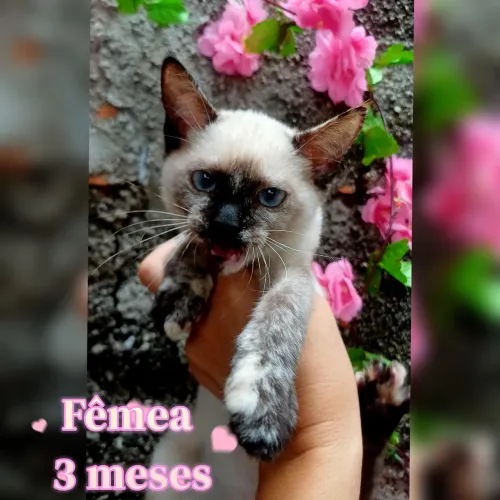 Gatinhos lindos para doação!!! ( Responsável)