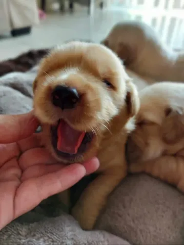 Golden lindo