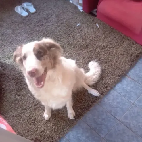 Adestrador de cães 