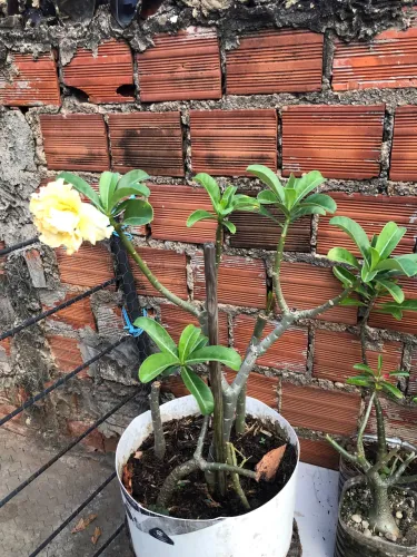 Rosas do deserto R$ 50 reais 