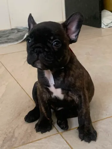Bulldog francês