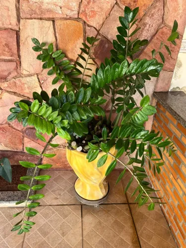Vaso de planta natural