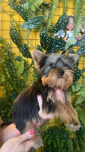 Vende-se Filhote de Yorkshire 3 meses