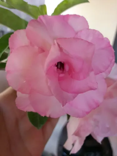 Rosa do deserto com flor