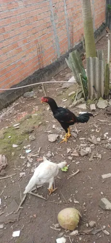 Galo indio