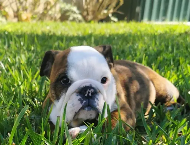 Bulldog ingles Filhotes com Pedigree e garantia de saude
