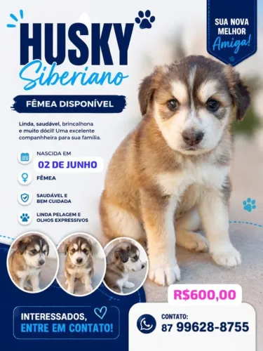 Husky Siberiano Filhote