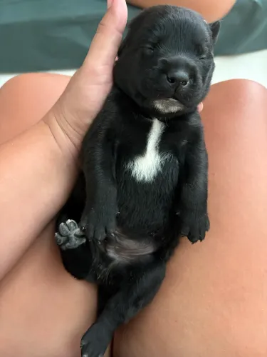 Labrador filhote puro