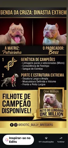 Lindo american bully