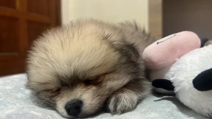 Vendo filhotes de lulu machinho pronta entrega