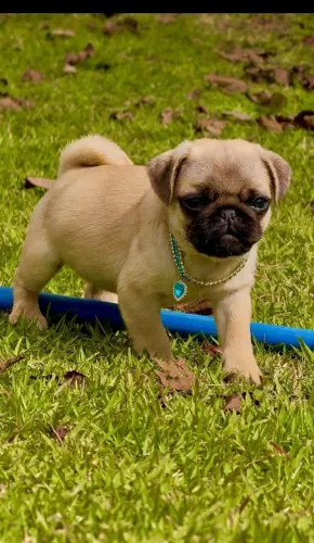 Pug, Fêmea Abricót, Lindíssima, Canil O'malley Bull's