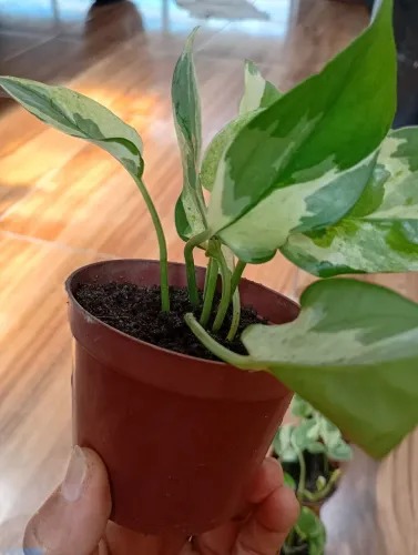 MUDAS DE GIBOIA BRANCA COM VERDE