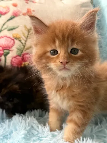 Gatos Mainecoon