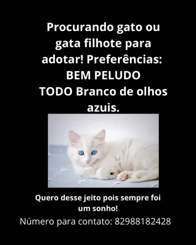ADOTAR GATO BRANCO