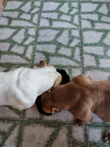 Vendo ou Troco    C*a*s*a*L.    American Bully 