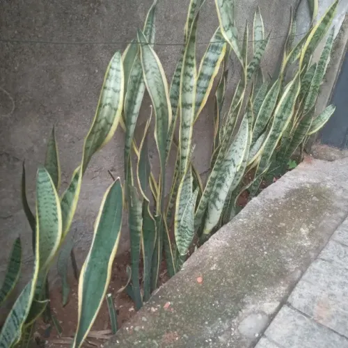 espada de sao jorge/sta barbara variegata 50 cm