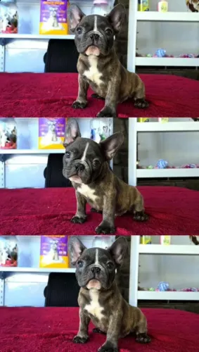 Filhote de Bulldog Francês BLUE com PEDIGREE CBKC