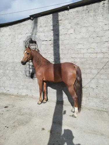 Cavalo