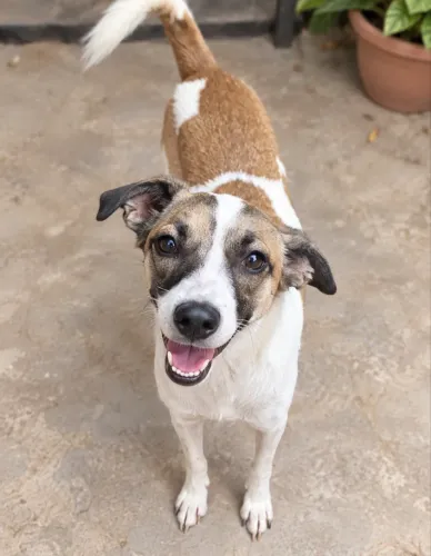 Cachorra p/ adoção 