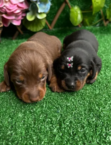 BassetDachshund (Miniatura)