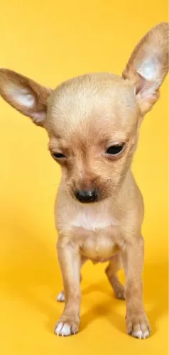 Pinscher mini 