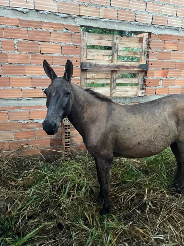 Burro pra venda