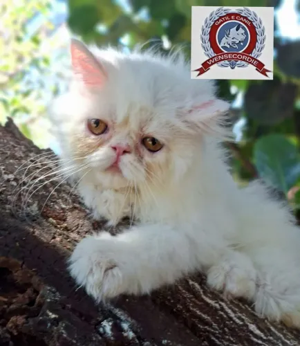 Filhotes gatos Persas e Exóticos