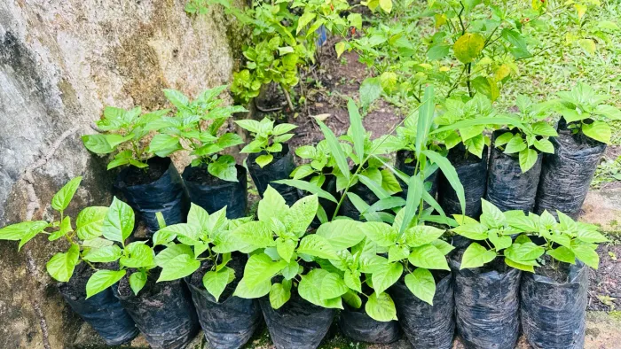 Mudas de Pimenta de Cheiro