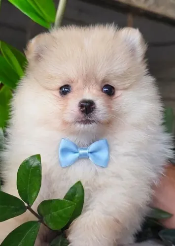Lulu da Pomerânia Anão Macho PREÇO IMPERDÍVEL