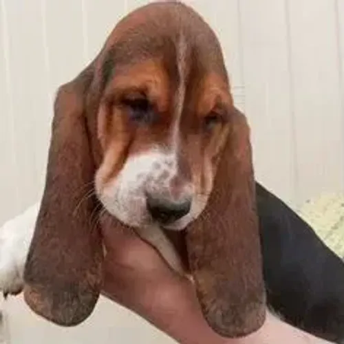 Basset Hound,Basset Hound Filhote Pronto Para Novo Lar