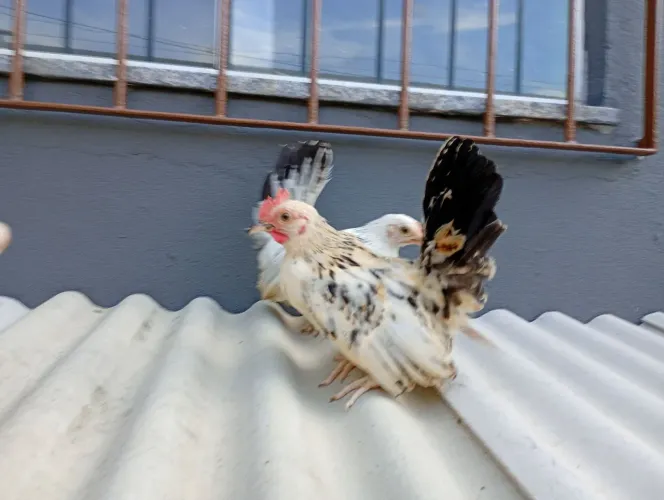 Casal de ganize nagazaki 