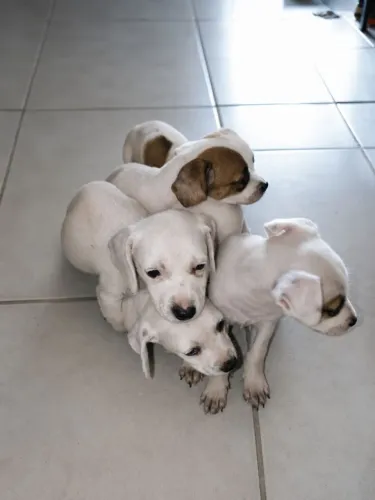 Cachorro pra adoção