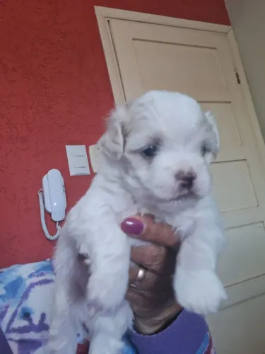 Filhote de Maltês machinho