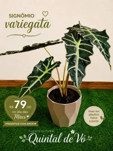 Alocasia