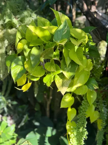 Vendo planta Jiboia Neon