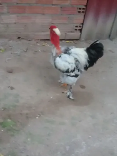 V/T este lindo galo Brahma lite bem grande