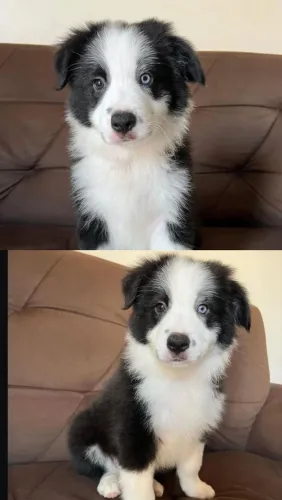 Border Collie de raça