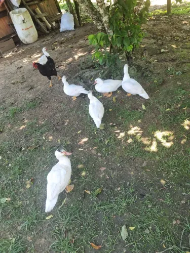 Lindas patas graúdas (boas de postura)