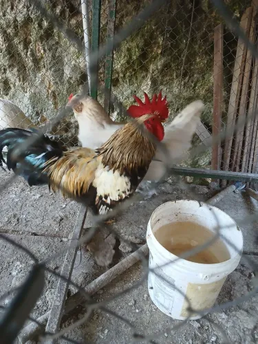 Doação