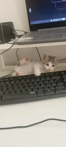 gata cinza muito dócil 