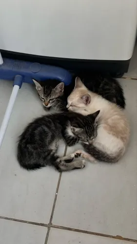 GATINHAs PARA DOAÇÃO