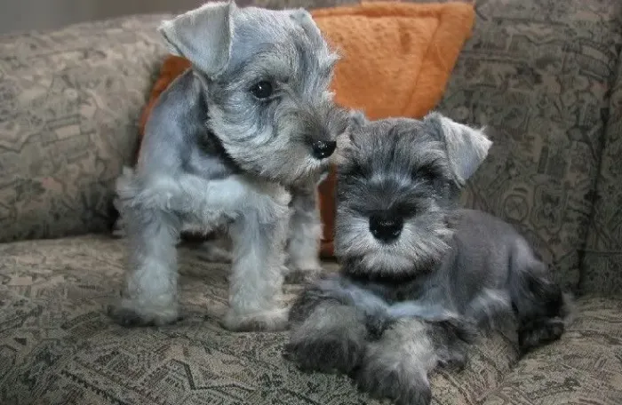 Schnauzer com pedigree e suporte vet