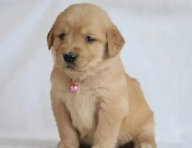Golden Retriever Filhotes Incomparáveis.
