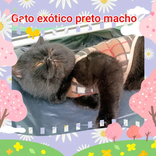 Gato persa macho adulto para estimação