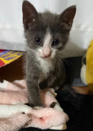 URGENTE GATO ADOÇÃO RESPONSÁVEL 