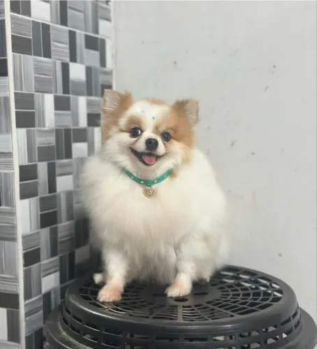 Spitz alemão fêmea (Lulu)