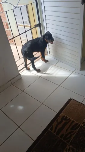 Rottweiler filhote de 3 meses macho